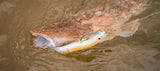Daiwa Bait Junkie 10" Gar soft plastic lure, a long slender baitfish imitation designed for casting at predatory fish.