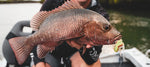 Bait Junkie Kikker Curly Big 4.3 Inch