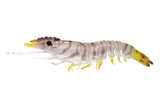 Unrigged Sumo Shrimp soft plastic lure with air pockets and glow UV finish, ideal for barramundi, jewfish, and coral trout.